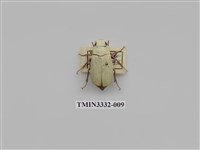 藏品(大白金龜)的圖片